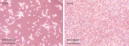 porcine alveolar macrophages-BNCC