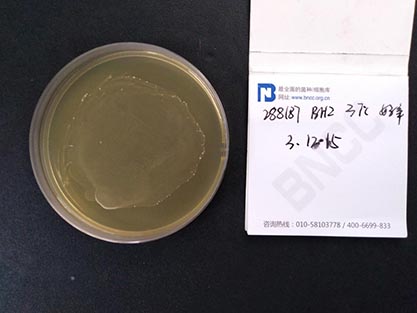 Streptococcus agalactiae Lehmann and Neumann-BNCC