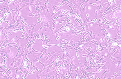 Mouse atrial myocytes-BNCC