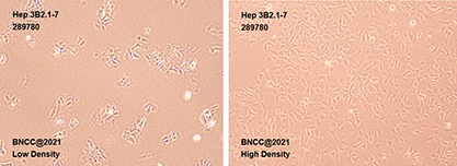 Human liver cancer cells-BNCC