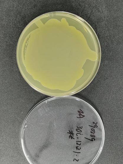 Brevundimonas diminuta (Leifson and Hugh) Segers et al.-BNCC