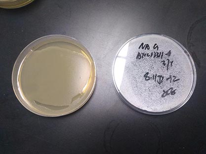 Salmonella enteritis subspecies-BNCC