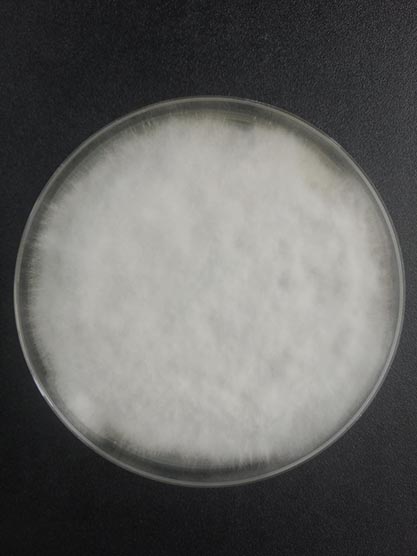 Fusarium oat-BNCC