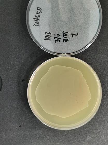 Enterococcus hirae Farrow and Collins-BNCC