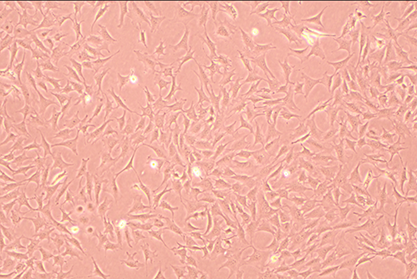 mouse spermatocyte-BNCC