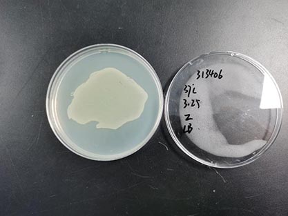 Escherichia coli (Migula) Castellani and Chalmers-BNCC