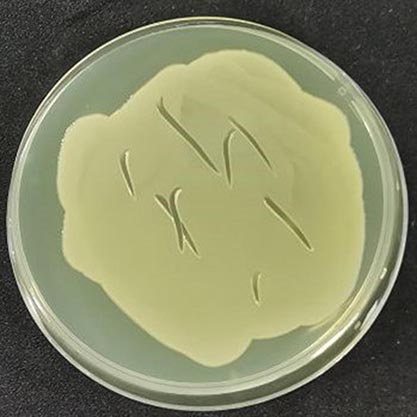 Klebsiella pneumoniae-BNCC