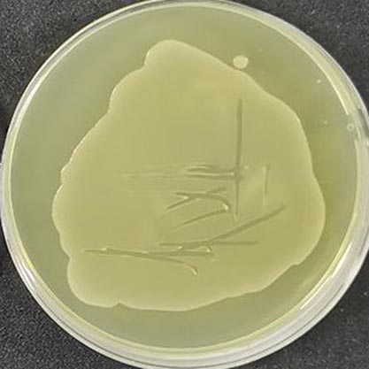 Salmonella enterica subsp.-BNCC