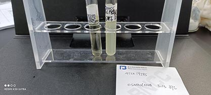 Salmonella enteritidis subspecies LT2-BNCC