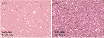 Mouse vascular endothelial cells-BNCC
