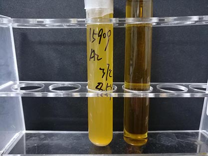 Streptococcus parasanguinis Whiley et al.-BNCC