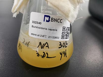 Burkholderia cepacia│(Palleroni and Holmes) Yabuuchi et al.-BNCC