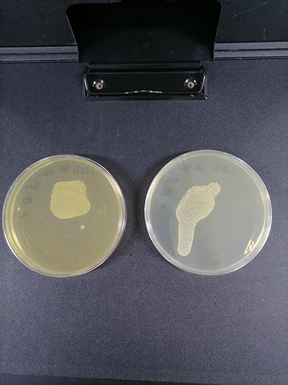 Staphylococcus epidermidis (Winslow and Winslow) Evans-BNCC