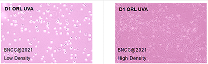 Mouse normal bone marrow cells-BNCC