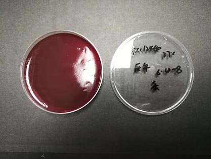 Clostridium septicum (Mace) Ford-BNCC