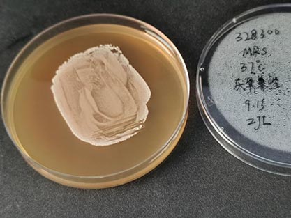 Lactobacillus plantarum (Orla-Jensen) Bergey et al.-BNCC