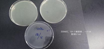 Enterococcus hirae Farrow and Collins-BNCC