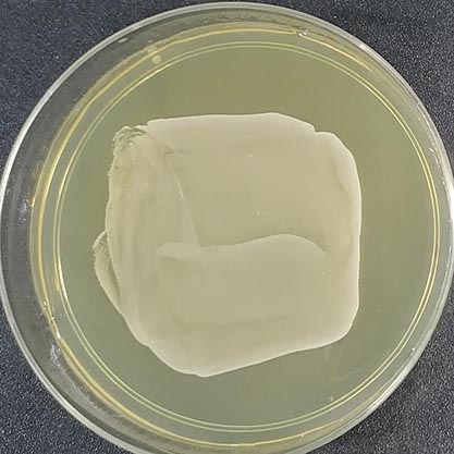 Staphylococcus epidermidis (Winslow and Winslow) Evans-BNCC