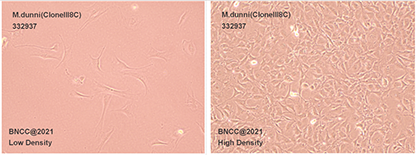 Mouse skin fibroblasts-BNCC