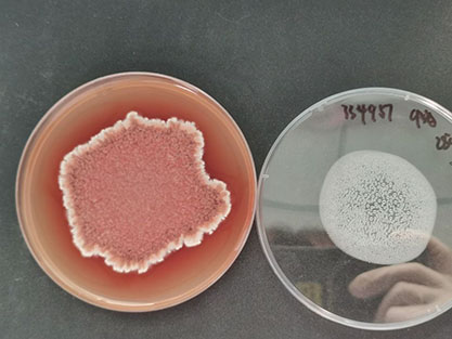 Talaromyces marneffei-BNCC