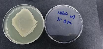 Bacillus licheniformis (Weigmann) ChesterGibson-BNCC