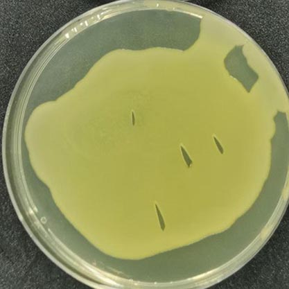 Bacillus megatherium de Bary-BNCC