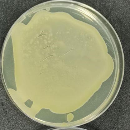 Bacillus sp.-BNCC