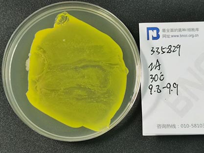 Brevibacterium flavum Okumara et al.-BNCC