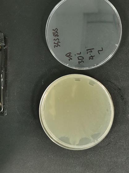 Pseudomonas solanacearum (Smith)Smith-BNCC