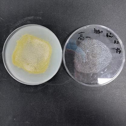 Streptomyces sp.-BNCC