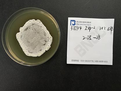 Streptomyces griseus (Krainsky) Waksman et Henrici-BNCC