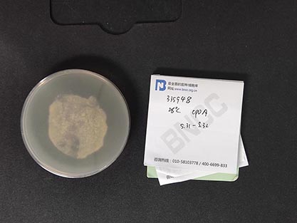 Aspergillus usamii Sakaguchietal-BNCC