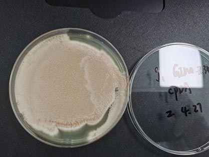 Cephalosporium acremonium Corda-BNCC