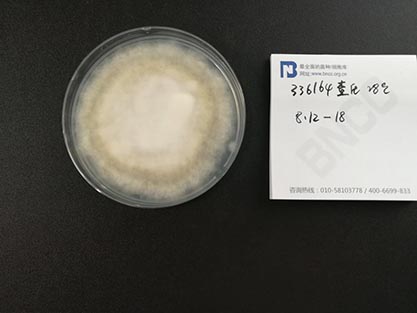 Aspergillus nidulans (Eidam) Winter-BNCC