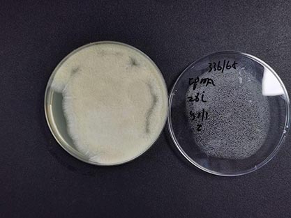 Aspergillus niger-BNCC