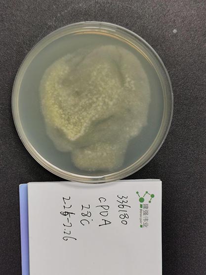 Aspergillus niger-BNCC