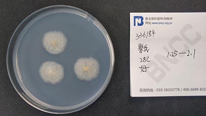 Aspergillus ochraceus Wilhelm-BNCC