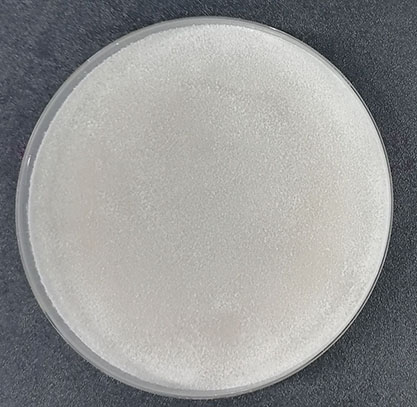 Phanerochaete chrysosporium-BNCC