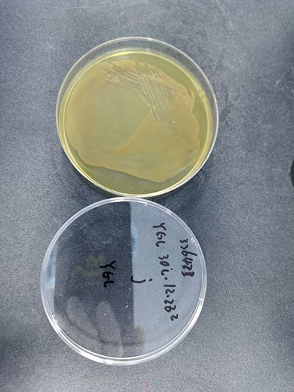 Acetobacter sp.-BNCC