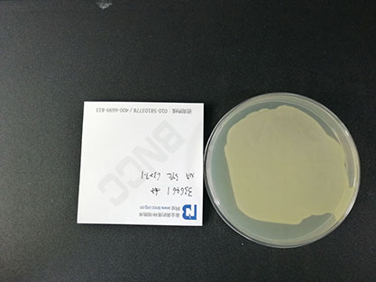 Escherichia coli-BNCC