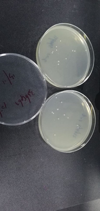 Bacillus licheniformis (Weigmann) Chaester-BNCC