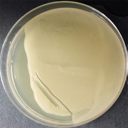 Bacillus megaterium de Bary-BNCC