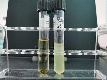 Cellulomonas flavigena(Kellerman et McBeth) Bergry et al.-BNCC