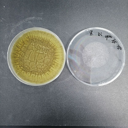 Aspergillus niger-BNCC