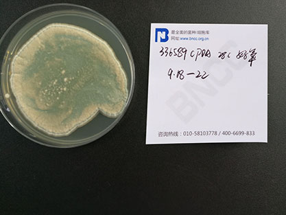 Penicillium cordubense-BNCC