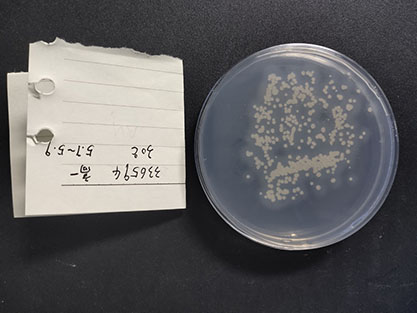 Streptomyces coelicolor (Müller) Waksman et Henrici-BNCC