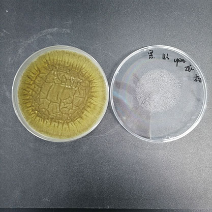 Streptomyces fradiae(Ganseetal.)YanetDeng-BNCC