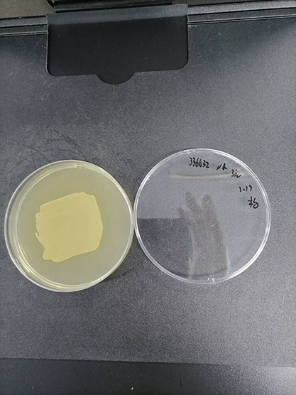 Pseudomonas fluorescens Migula-BNCC