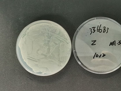 Staphylococcus albus Rosenbach-BNCC
