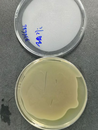 Escherichia coli (Migula) Castellani et Chalmers-BNCC